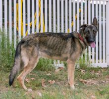 Finn, a black and tan german shepherd