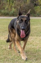 Nestle, a black and tan german shepherd