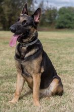 Nestle, a black and tan german shepherd