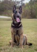 Nestle, a black and tan german shepherd