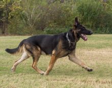 Nestle, a black and tan german shepherd