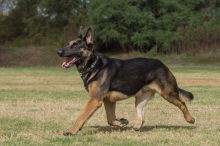 Nestle, a black and tan german shepherd