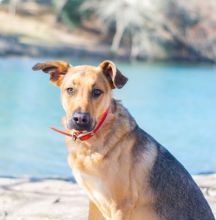 Obi a young black and tan german shepherd mix