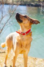 Obi a young black and tan german shepherd mix