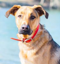 Obi a young black and tan german shepherd mix