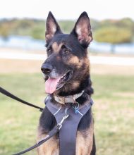 Zach, a black and tan german shepherd