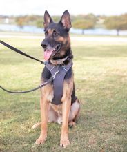 Zach, a black and tan german shepherd