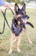 Zach, a black and tan german shepherd