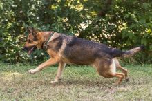 Olive, a black and tan german shepherd