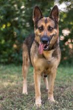 Olive, a black and tan german shepherd