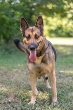 Olive, a black and tan german shepherd
