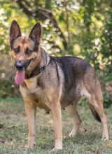 Olive, a black and tan german shepherd