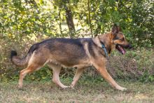 Olive, a black and tan german shepherd