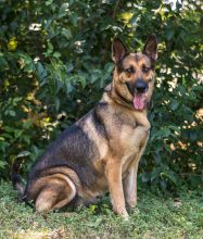 Olive, a black and tan german shepherd