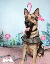 Olive, a black and tan german shepherd
