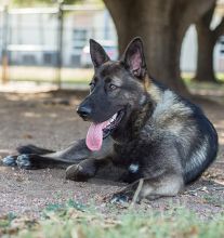 Onyx, ,a black and silver german shepherd