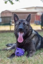 Onyx, ,a black and silver german shepherd