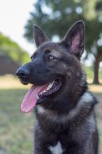 Onyx, ,a black and silver german shepherd