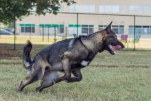 Onyx, ,a black and silver german shepherd