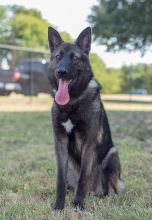 Onyx, ,a black and silver german shepherd