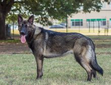 Onyx, ,a black and silver german shepherd