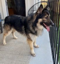 Charlie, a black and tan german shepherd