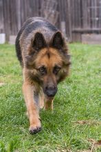 Purri, a black and tan german shepherd