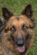 Purri, a smiling black and tan german shepherd