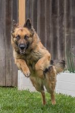 Purri, a leaping black and tan german shepherd