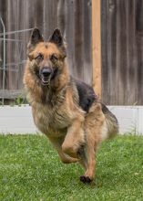 Purri, a running black and tan german shepherd