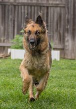 Purri, a running black and tan german shepherd