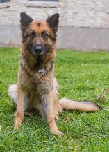 Purri, a black and tan german shepherd