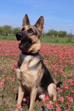 Ragnar, a black and tan german shepherd