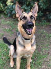 Ragnar, a black and tan german shepherd