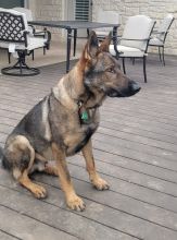 Rambo, a sable german shepherd