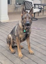 Rambo, a sable german shepherd