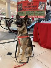 Remy, a sable german shepherd