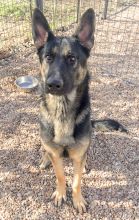 Rex, a black and tan german shepherd