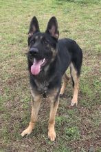 Rex, a black and tan german shepherd