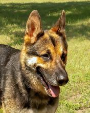 Rex, a black and tan german shepherd