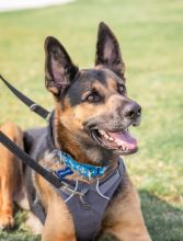 Rocco a black and tan german shepherd