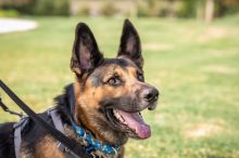 Rocco a black and tan german shepherd