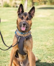 Rocco a black and tan german shepherd