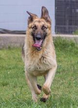 Rocky, a running black and tan german shepherd