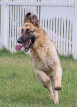 Rocky, a playful black and tan german shepherd