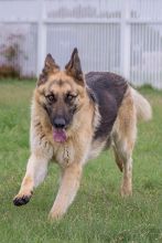 Rocky, a running black and tan german shepherd