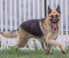 Rocky, a black and tan german shepherd