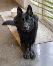 Roman, a black german shepherd