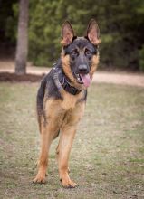 Ronny, a black and tan german shepherd