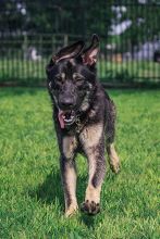 Rookie, a black and silver german shepherd